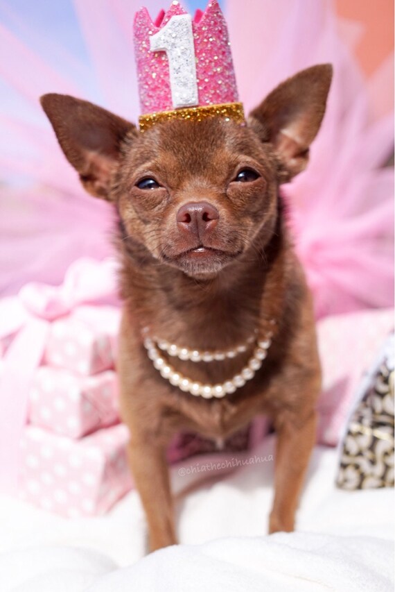 Birthday Crown || Dog Hat || First Birthday Crown || Animal Crown || Animal Party || Birthday Party Photo Prop