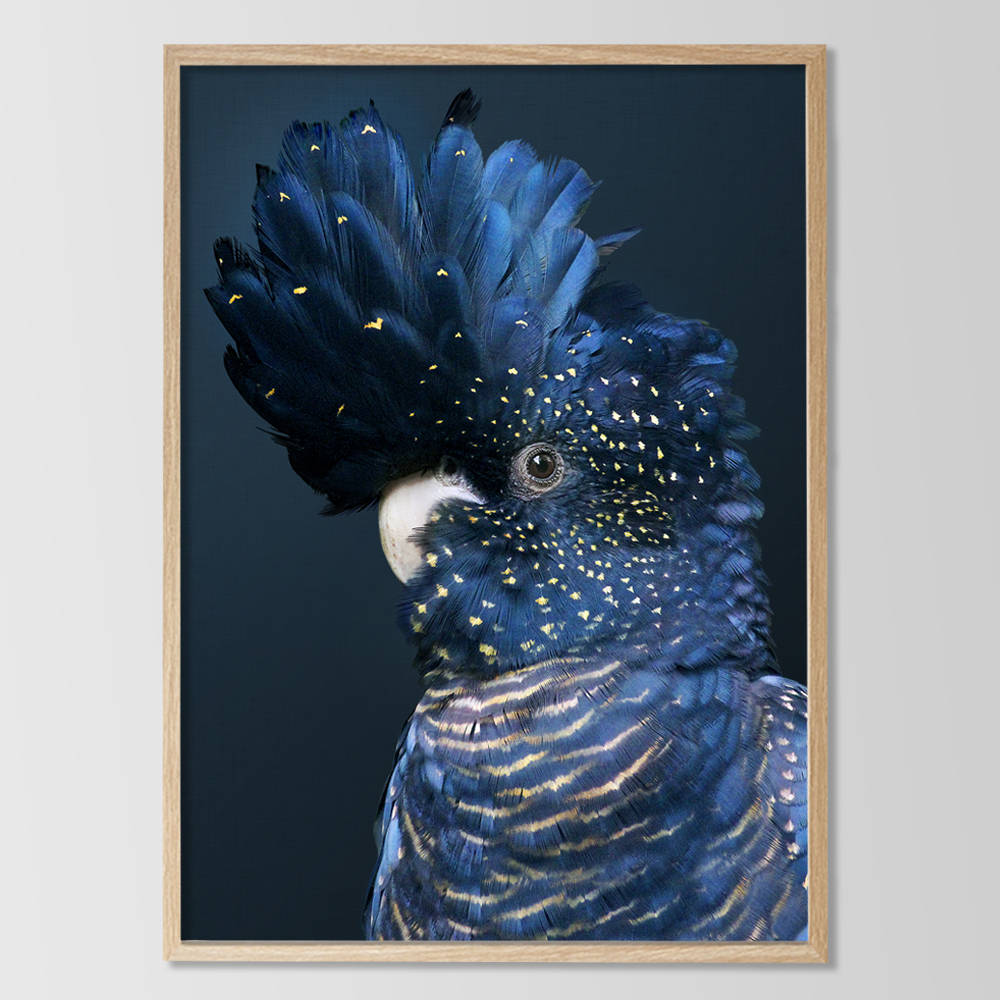 red and blue cockatoo