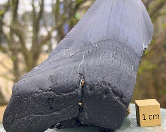Carcharodon Megalodon Shark Tooth Fossil - found in USA - Miocene Period - FST062