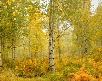 Fall in American Fork Canyon, Utah