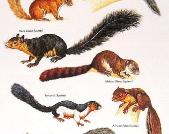 Squirrels Vintage 1984 Animals Book Plate