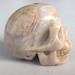 Realistic skull coral fossil 2"inches item1224