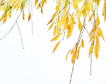 Botanical Bliss - Fine Art Photography