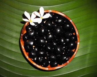 Loose Kukui Nuts - Natural Collection Colors - 50 nuts per order