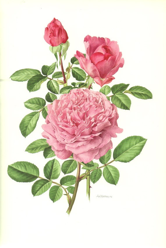 Pink Rose print 1985 Vintage rose art print vintage botanical