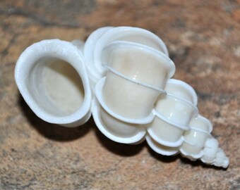 Precious Wentletrap Seashell (1.5-2") - Epitonium Scalare