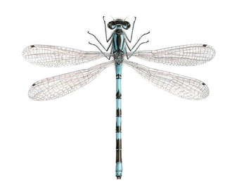 A4 size limited edition print - Coenagrion hastulatum. Northern Damselfly