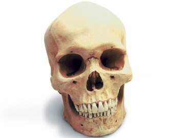 Human Male Replica Skull