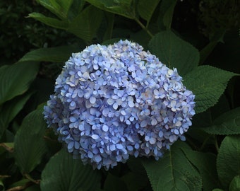 Periwinkle Hydrangea - Flower Picture - Large Flower - Dark Green Leaves - Nature Photography - Living/Family Room - Bedroom