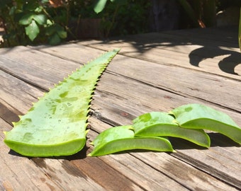 Large (8oz), Fresh, Mature, Organic* Aloe Leaf (Aloe Arborescens)