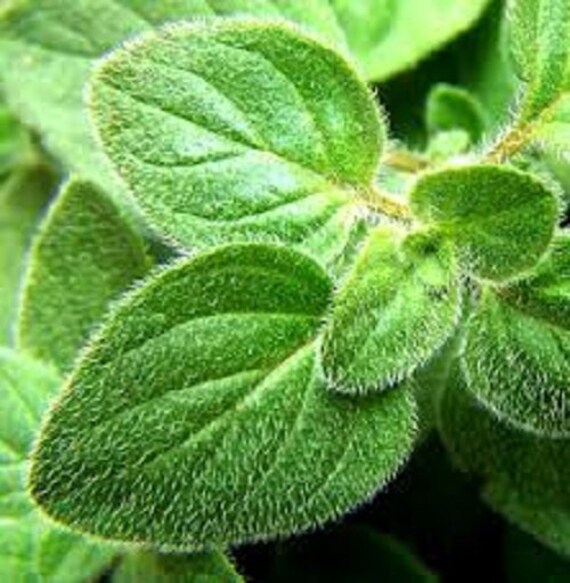 Organic Greek Oregano Herb Vegetable Seeds Perennial