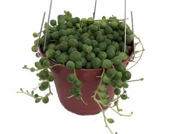 LIVE String of Pearls aka Senecio Rowleyanus Live Plant Fit 6" Pot Hanging Succulents Succulent Terrarium Plants Exotic Succulent Basket