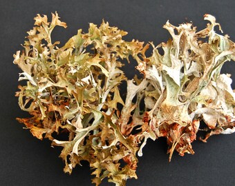 Real lichen, grey big lichen, Dried lichen, for floral decor, terrariums, miniature gardens, fairy gardens, floral supplies, craft supplies