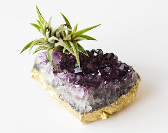 Amethyst Crystal Air Plant, Gold Desk Accessories, Housewarming Gift, Air Plant Terrarium, Dorm Decor, Friend Gift Best Friend Birthday Gift