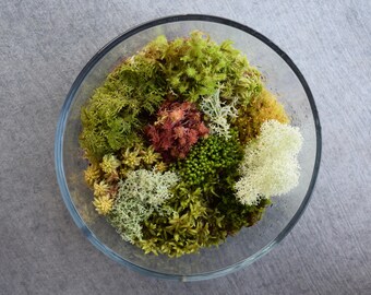 Fresh Live Moss Variety Pack! (Terrarium Assortment Pack)
