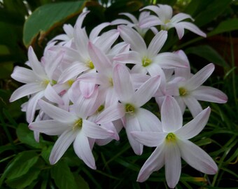 Rain Lily Bulb, Zephyranthes 'First Love', Rainflower, Fairy Lily, Magic Lily, Zephyr Lily, Atamasco Lily, Flowering Size