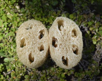 Natural Luffa (Loofah)