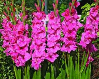 Gladiolus Pink Color Flower Bulb Perennial Summer Blooming