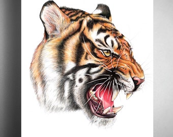 Tiger - Illustrated Giclee Print