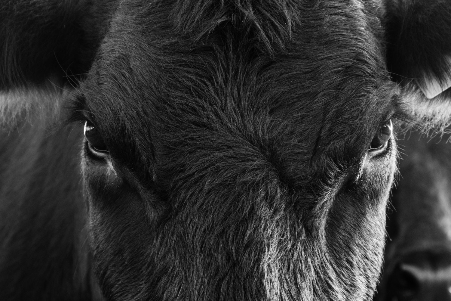 Black Angus cow Close up Black White Photo cow canvas cow