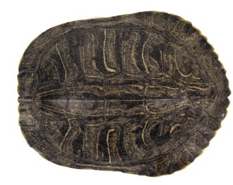 Red Ear Turtle Shell 2"-3" (227-0203)