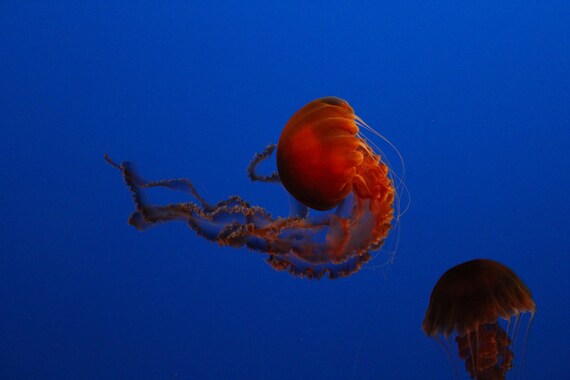 Orange Jellyfish--matted black framed burl walnut wood underwater photo