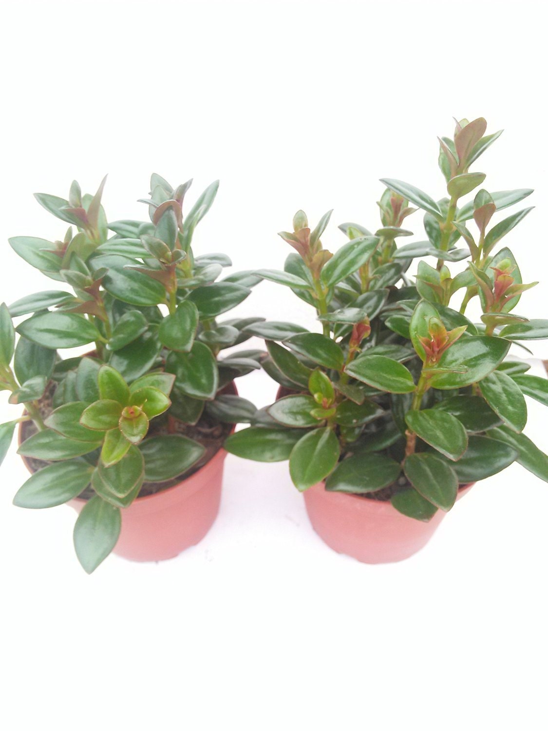Two Goldfish Plant 4 Pot FREE SHIPPING