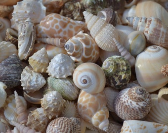 Indian Ocean Medium Seashell Mix (3/4 - 1 1/2") | 1 Cup