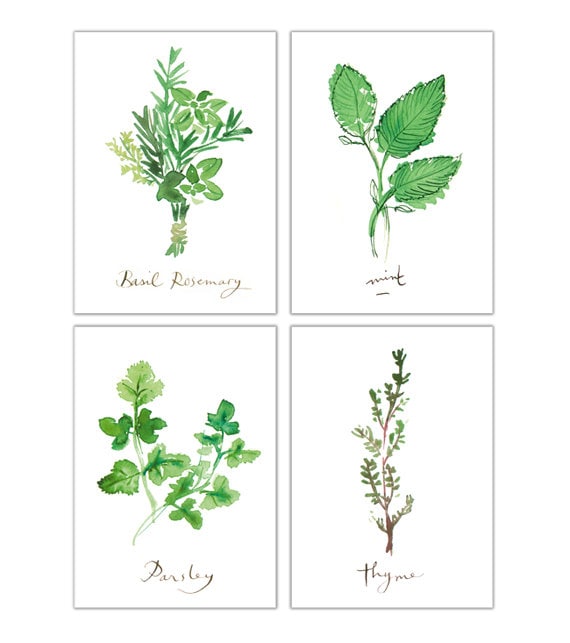 Kitchen prints Set of 4 herb prints Herb illustration