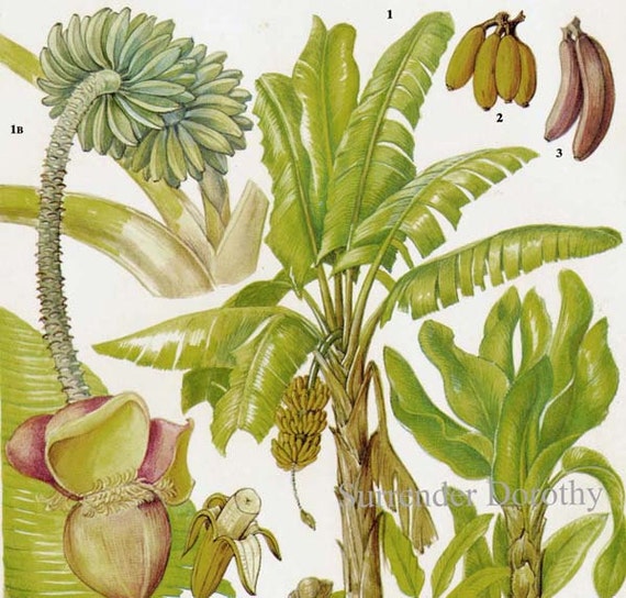 Image result for banana palm