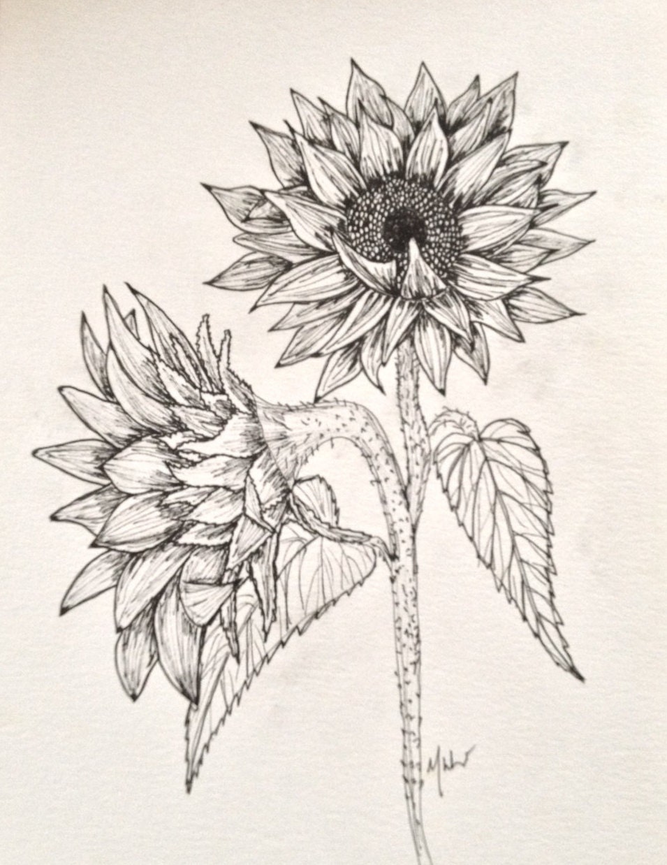 Sunflower Illustration Sunflower Botanical Drawing