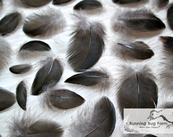 Tiny Feather Black Feather Little Feather Small Real Bird Feather Miniature Feather Partridge Rooster Feathers For Crafts Qty 30 Size < 1.5"
