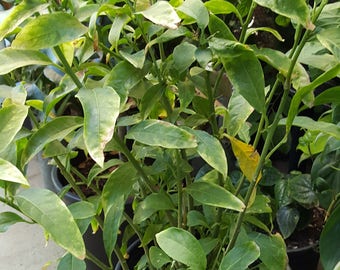 Night Blooming Jasmine - 2 to 3 Feet Tall - Big Trunk