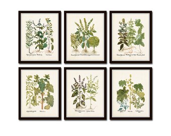 Antique Herbs Print Set No. 32, Herb Prints, Botanical Prints, Botanical Art, Botanical Print Set, Kitchen Art, Giclee, Art Prints, Herb