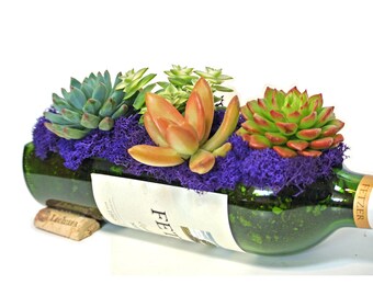 Glass Succulent Planter / Wine Bottle Garden / Wine Gifts / Succulent Gift / Gift Ideas For Her / Valentines Gift / Birthday / Indoor Plants