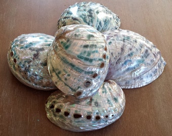 Abalone Shell, Sea Shell, Shells, Beach Decor, Nautical Decor, Coastal Decor, Beach House Decor, Beach Home, Polished Green Abalone Shell
