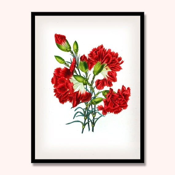Carnation Print Botanical Carnation Flowers Botanical Art