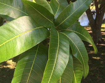 100+ Fresh Organic Mango Leaves Tea never sprayed picked and shipped to order
