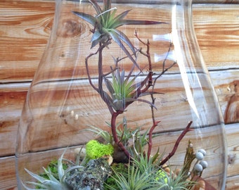 Large Easy Care Low Maintenance Air Plant Terrarium - A Unique Holiday or Christmas Gift