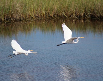Egerts, Cranes, Birds in Flight