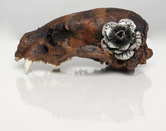 Plated Badger Skull- Oddities