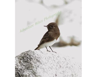 Nature photo print. Bird. Vertical print