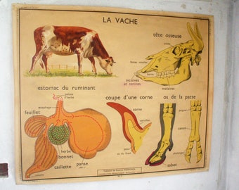 Poster school Nightingale pig / cow