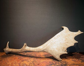 Naturally Shed English Fallow Deer Antler