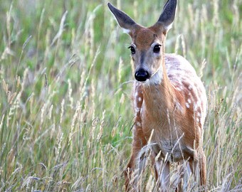 Baby Fawn 8x8 Fine Art Photography Print with Lustre Finish Donation Made to Animal Charities