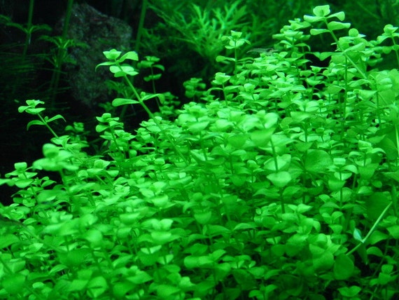 comment planter micranthemum umbrosum