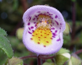 Jovellana punctata | 100_Seeds