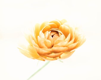 Large Yellow Wall Decor, Gold Wall Art, Yellow Flower Print, Yellow Nursery Wall Art, Flower Photography, Yellow Gold, Modern Art Print