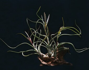 Pseudobaileyi Air Plant Tillandsia | 5-6 inches