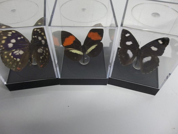 Assorted butterflies (tiny)